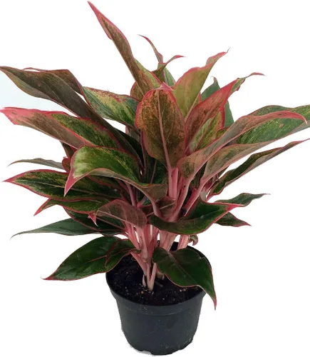Vista 2 de Siam Aurora Planta de hoja perenne china - Aglaonema - Crece con poca luz - Maceta de 5 pulgadas