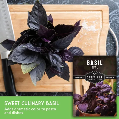 Vista 5 de Semillas de albahaca de ópalo para plantar, variedad de púrpura oscuro con hojas casi negras, variedad única de semillas de hierbas, reliquia
