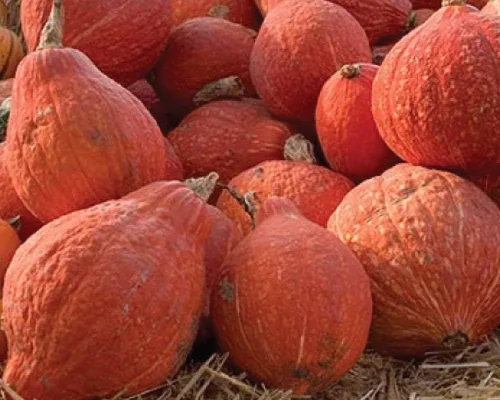 Vista 2 de Golden Hubbard - Semillas de calabaza de invierno para plantar, más de 25 semillas de reliquia por paquete, semillas de jardín de Isla