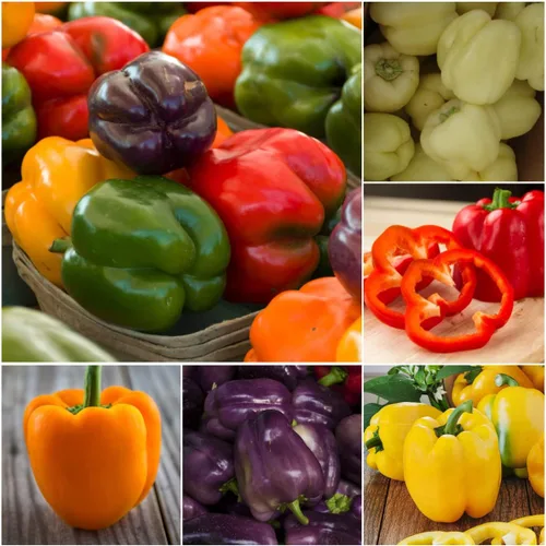 Vista 3 de Seed Needs - Semillas de pimiento arcoíris para plantar verduras, 1 paquete
