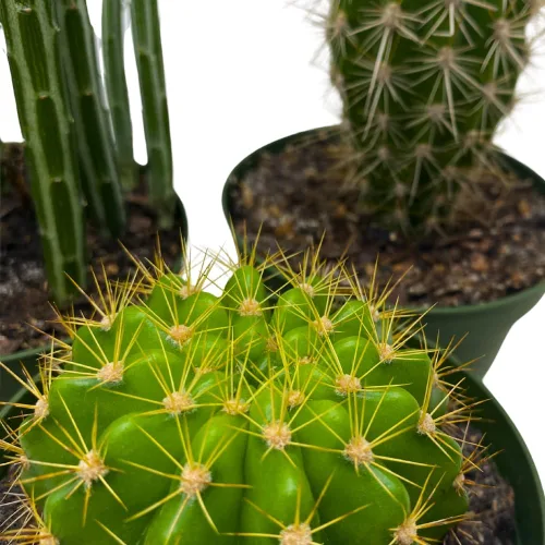 Vista 5 de BubbleBlooms Surtido de cactus, juego de 3 de 4 pulgadas, variedad de cactus más popular