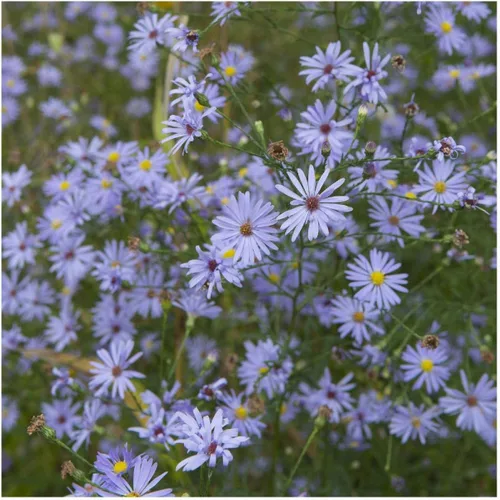 Vista 2 de Everwilde Farms - Semillas de flores silvestres nativas de Aster azul cielo de 1 onza - Gold Vault