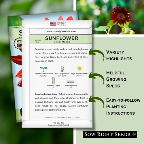 Vista 2 de Sow Right Seeds - Semillas de girasol Velvet Queen para plantar - Cultiva girasoles gigantes al aire libre en tu jardín - Paquete de reliquia sin