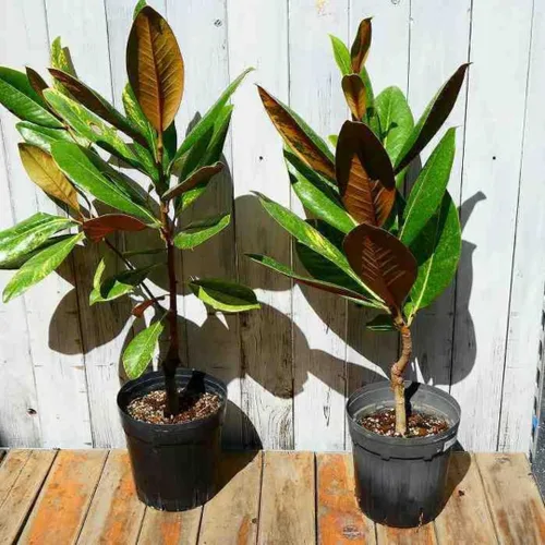 Vista 5 de Magnolia Tree Planta viva para plantar, flores de magnolia arbusto de 6 a 12 pulgadas de altura, en maceta, arbusto de magnolia fragante