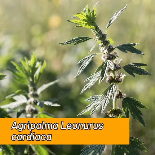 Vista 3 de Herb Pharm Gotas de extracto líquido de motherwort orgánico certificado para soporte del sistema endocrino, 1 onza