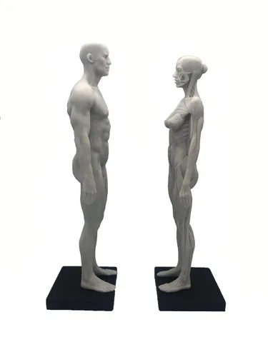 Vista 2 de Figura anatómica humana de 11 pulgadas, modelo anatómico, color blanco (mujer + hombre)
