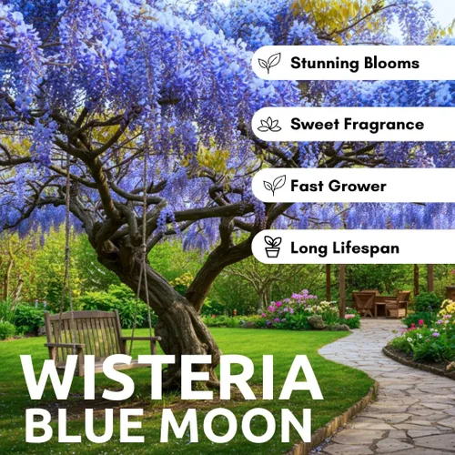 Vista 5 de Hermosa glicina de luna azul, planta de vid, atrae colibríes, flores fragantes de plantas en maceta, en latencia (1-2 pies). no para la venta