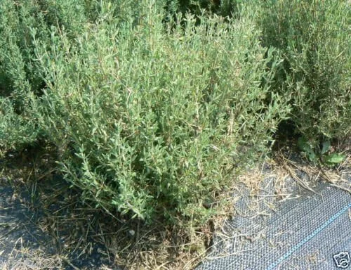 Vista 2 de Thymus vulgaris, semillas de tomillo francés-A veces llamado tomillo de verano, hierba perenne