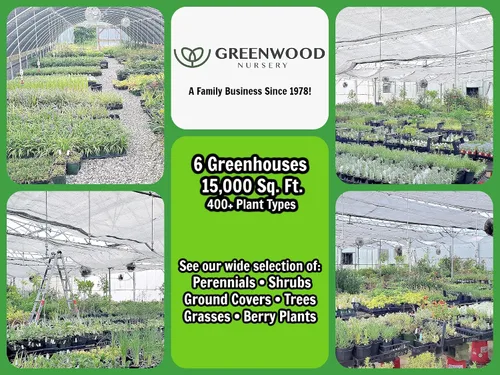 Vista 6 de Greenwood Nursery: Plantas vivas de cobertura del suelo - Bugleweed Blueberry Muffin + Ajuga Reptans - [Cantidad: 1x Maceta de Pinta]