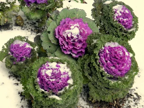 Vista 4 de Semillas de col rizada floreciente 'mezcla con flecos' - Vegetales tradicionales - Sin OMG