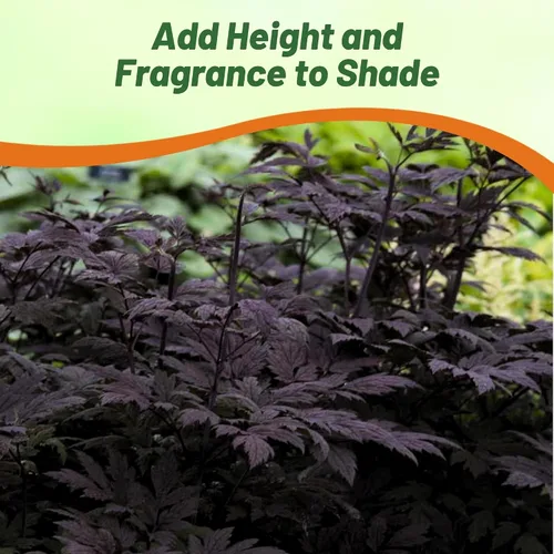 Vista 4 de Outsidepride Cimicifuga Ramosa Seeds - 100 unidades. Semillas perennes, resistentes y de bajo mantenimiento, semillas de flores para plantar follaje