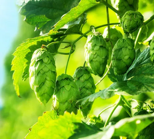 Vista 2 de Semillas de Lúpulo Común para Plantar - 40 Semillas - Lúpulo, Humulus lupulus