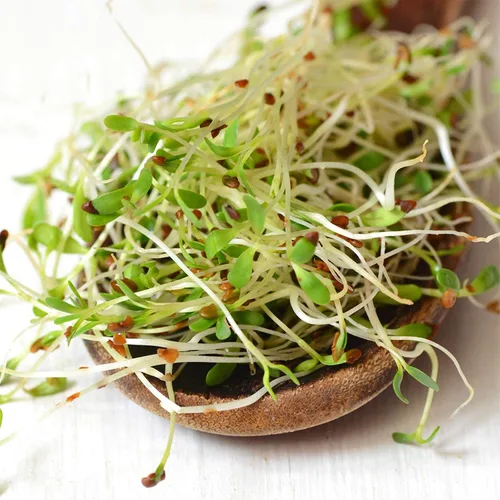 Vista 3 de Semilla de germinación de lentejas verdes secas orgánicas certificadas: 4 onzas - Handy Pantry Marca: lentejas secas para plantar semillas
