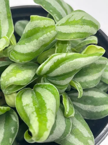 Vista 7 de BubbleBlooms Peperomia Mini Sandía, 4 pulgadas de diámetro