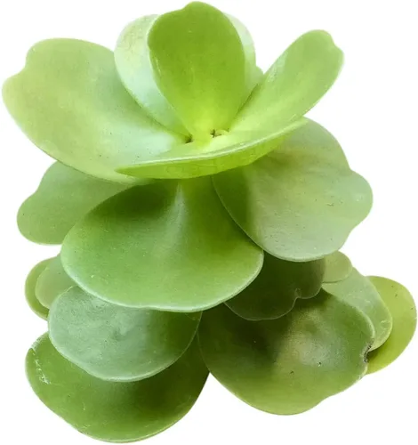 Vista 7 de Dancing Bones Hatiora Salicornioides 2 pulgadas + maceta de arcilla – Suculenta saludable, rara e inusual, planta viva de fácil cuidado, totalmente