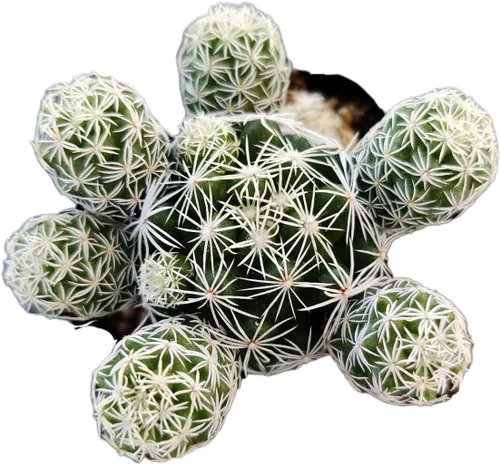 Vista 7 de Plantas de cactus suculentas vivas de USKC (maceta de 2 pulgadas) (Adromischus Maculatus)