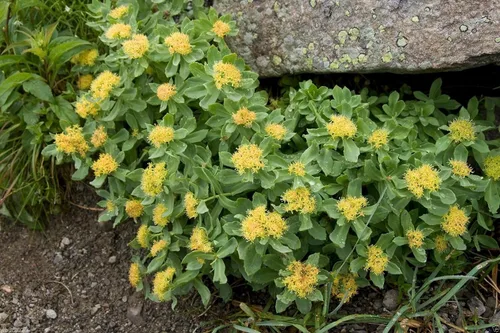 Vista 3 de KVITER 50 semillas de Roseroot (Rhodiola Rosea) - Semillas perennes de Rhodiola Stonecrop/raíz dorada/raíz ártica/corona de rey/semillas de hierbas