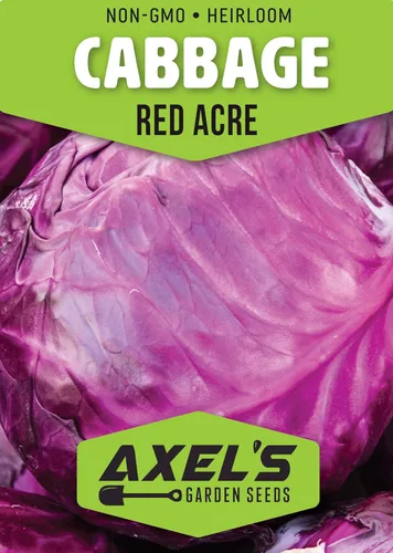 Vista 2 de Semillas de repollo para plantar – Planta y cultiva col roja de acre en tu huerto al aire libre en casa – Paquetes de plantación sin OMG