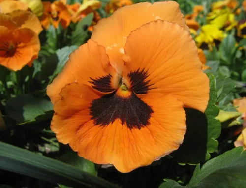 Vista 3 de Flores de Viola Flame Red-Brown Seeds para plantar Semillas Bienales sin OMG 40 Semillas