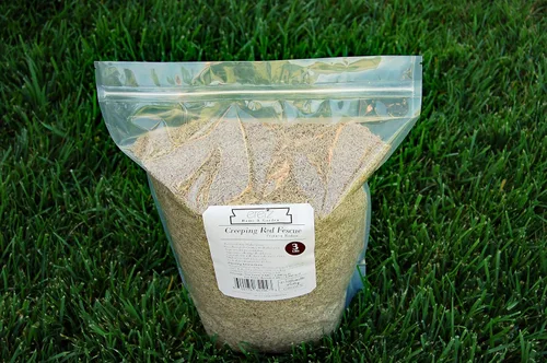 Vista 3 de Semilla de festuca roja rastrera (3 libras) – ¡Elige el tamaño! Cultivado en Willamette Valley Oregon, sin rellenos, sin malas hierbas u otras