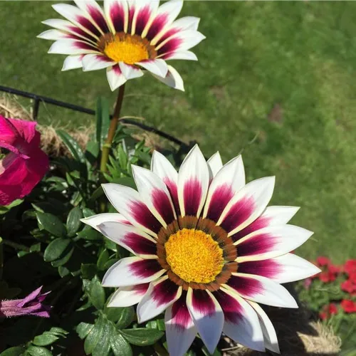 Vista 6 de 300 semillas de Gazania de mezcla perenne, semillas de cobertura del suelo perennes al calor, tolerantes a la sequía, flores silvestres
