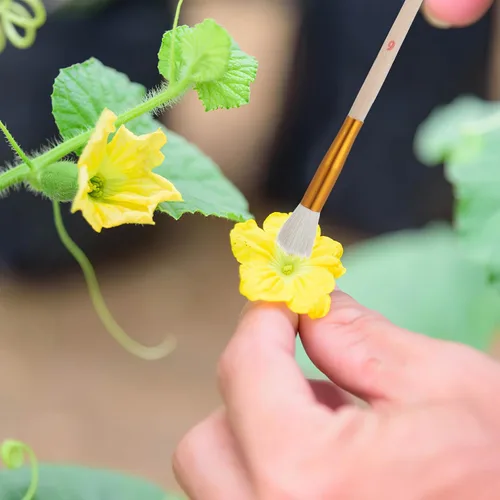 Vista 2 de Angoily Herramienta polinizadora, cepillo de polinización manual para árboles frutales, suculentas y plantas vegetales, bolígrafo de polinización