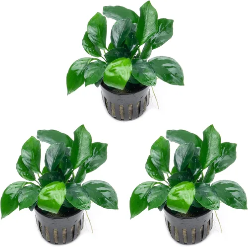 Vista 54 de SubstrateSource Plantas vivas – Anubias Hastifolia (Anubias hastifolia) – Luz baja a moderada, hojas en forma de flecha de color verde medio a