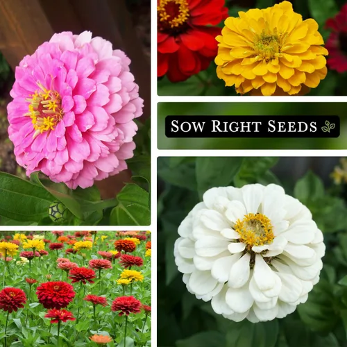 Vista 4 de Sow Right Seeds - Mezcla de semillas de zinnia de los Gigantes de California para plantar - Paquete de reliquia sin OMG para cultivar tu jardín