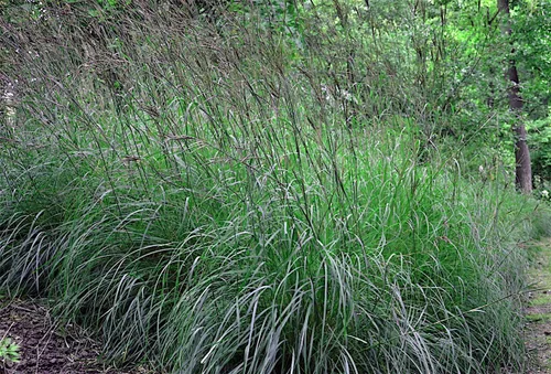 Vista 2 de 1500 semillas de hierba azul grande para plantar más de 0.16 oz de semillas semillas de hierba de barba ornamental hierba nativa xeriscape paisajismo