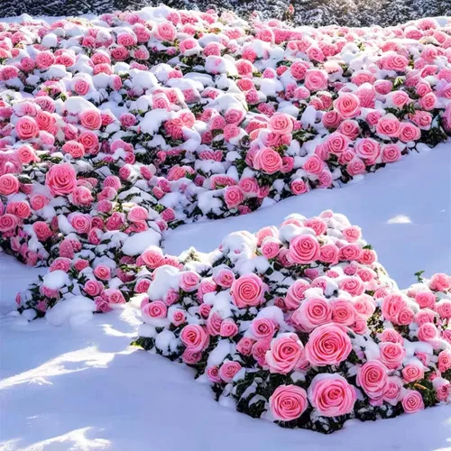 Vista 5 de Más de 150 semillas de rosas trepadoras rosas para plantar al aire libre, semillas de vid ornamentales, increíbles flores trepadoras, crecimiento