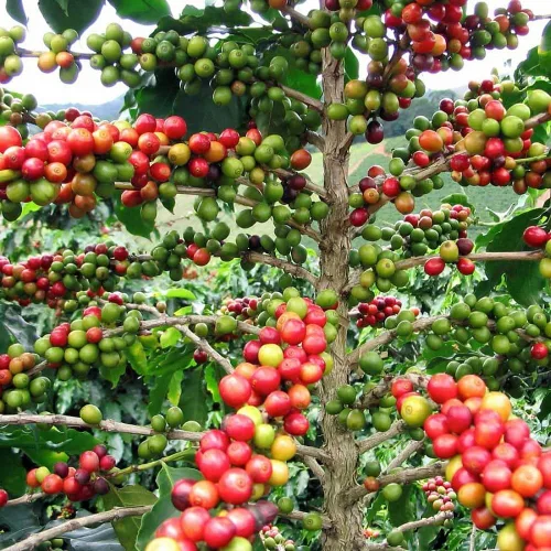 Vista 5 de Hirt's - Plantas de grano de café arábica, paquete de 2 macetas de 2 pulgadas, cultiva tu propio café