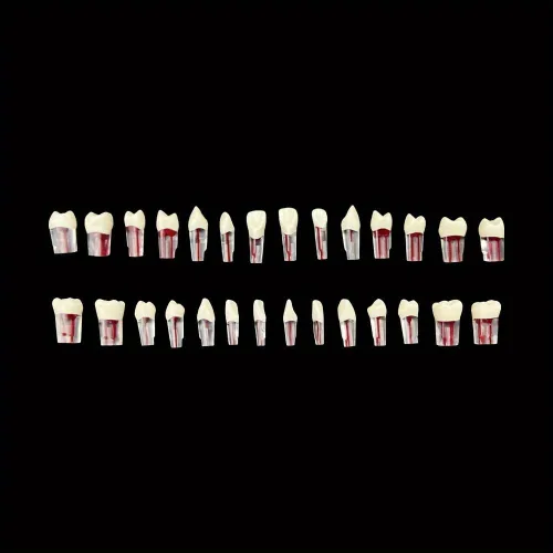Vista 3 de Modelo de práctica de conducto radicular RCT dental, enseñanza, estudio (28 piezas/juego) Modelo de dientes, dientes endo, encaja con NISSIN Tipo
