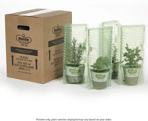 Vista 2 de Bonnie Plants Ichiban - Berenjena japonesa tipo – Paquete de 4 plantas vivas, ideales para contenedores, 10 pulgadas de largo, perfectas para asar