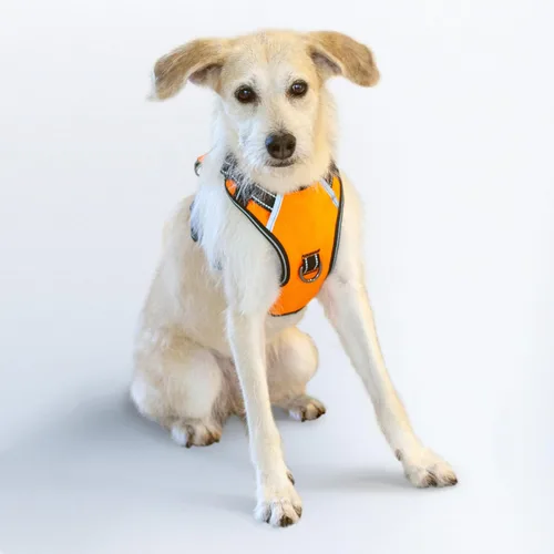 Vista 38 de Arnés antitirones para perro pequeño con 2 hebillas de liberación rápida y mango de fácil control, chaleco suave reflectante sin estrangulamiento