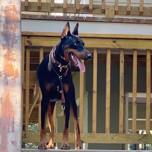 Vista 6 de MayPaw Collar ajustable de cuerda de nailon para entrenamiento de perros, collares de perro Martingala redondos sin tirones para perros pequeños