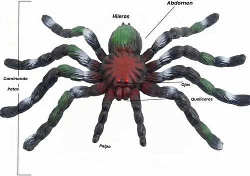 Vista 3 de BOHS Araña de goma realista, juguete de broma blando elástico de 5.5