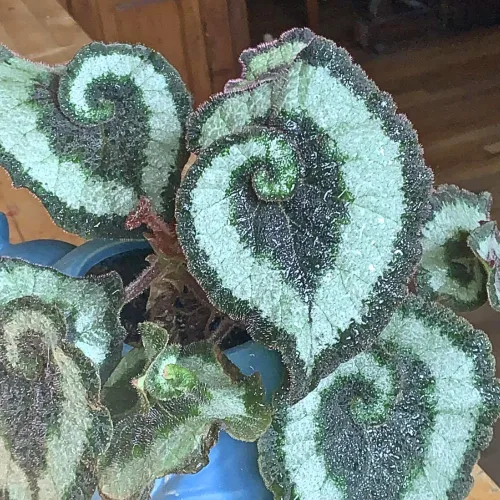 Vista 7 de Begonia planta viva, planta viva de begonias, plantas de begonias raras, 5-7 pulgadas de altura para plantas de interior (begonia verde)