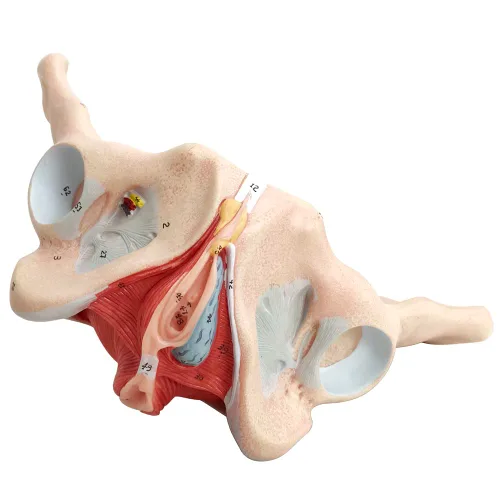 Vista 6 de Modelo de pelvis femenina con músculos del piso pélvico Modelo perineal Todo en uno Modelo de anatomía femenina 1: 1 Tamaño natural Esqueleto humano