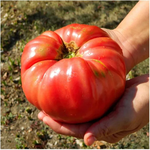 Vista 2 de Everwilde Farms - Semillas de tomate tradicional de Brandywine rojo de 1 onza - Gold Vault