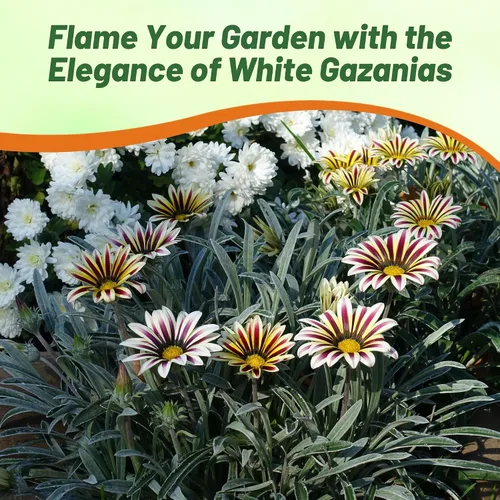 Vista 5 de Outsidepride White Flame Gazania Semillas para plantar – 50 piezas de semillas perennes, de bajo mantenimiento, tolerantes a la sequía para flores