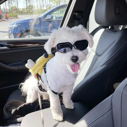 Vista 6 de Antiparras anteojos de sol para gatos o perros pequeños, Negro Negro clásico