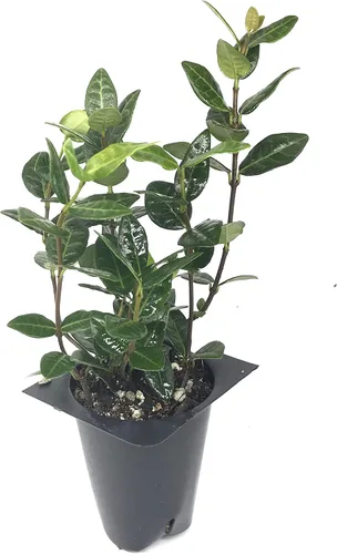 Vista 5 de Asiatic Jasmine Minima - 60 plantas vivas - Cubierta de suelo asiática totalmente arraigada con tierra