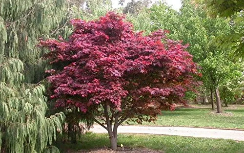 Vista 8 de Planta viva de arce rojo japonés, árbol de 1 a 2 pies de alto en maceta de 3 pulgadas, arce rojo enano ornamental al aire libre para paisajismo