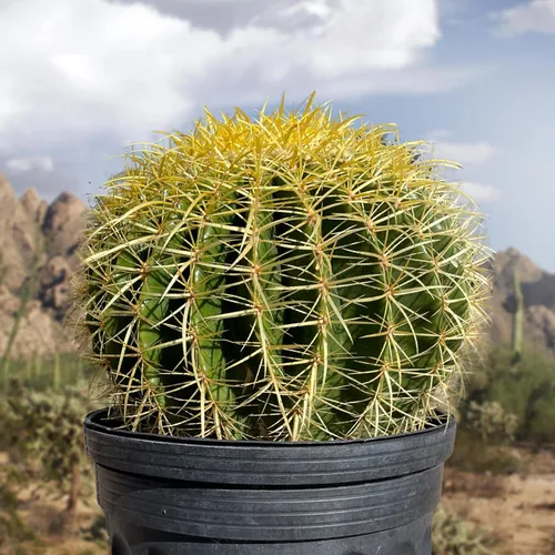 Vista 6 de Cactus Outlet- Planta de Cactus Barril Dorado - Plantas de Cactus Vivas - Plantas de Cactus Barril Vivas - 1 Galón - Plantas de Cactus Barril Listas