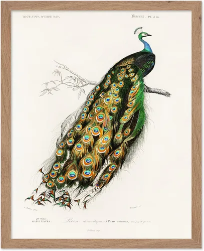 Vista 40 de Poster Master Póster vintage de James Audubon – Impresión retro de amargo americano – Arte de aves de América – Regalo para hombres, mujeres