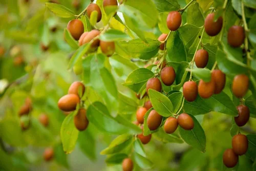 Vista 2 de Semillas de azufaifo indio para plantar - 10 semillas - Ziziphus mauritiana, fecha china