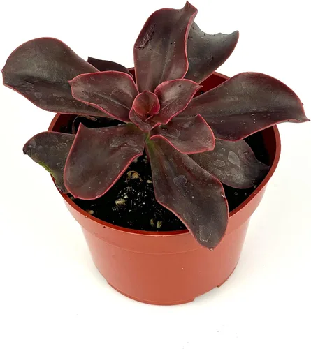 Vista 2 de Planta suculenta Red Barron Echeveria, maceta de 4 pulgadas