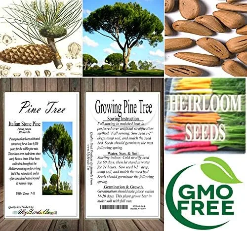 Vista 7 de Semillas para árbol de pino sin transgénicos de MySeeds.Co