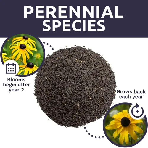 Vista 8 de Black Eyed Susan Seeds - Bolsa a granel de un cuarto de libra - Más de 400,000 semillas de flores silvestres polinizadas abiertas sin OMG