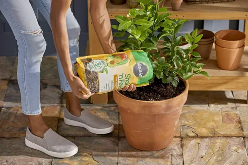 Vista 6 de Miracle-Gro Shake 'n Feed Alimento vegetal de cítricos, aguacate y mango, 8 libras (paquete de 4)